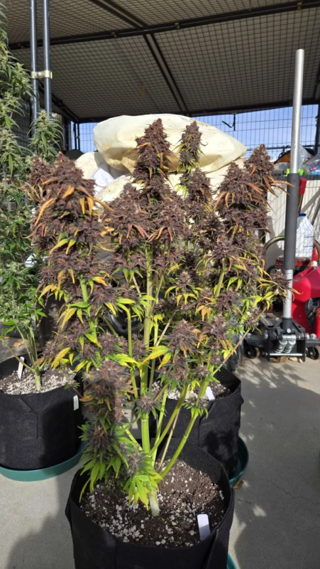 Instagram Banana Purple Punch Auto RF3