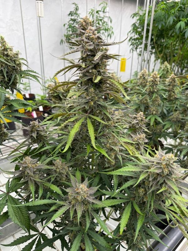 Instagram Skunk Auto