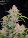 Instagram Banana Purple Punch Auto