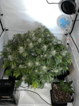Instagram Cherry Cola Auto RF3™