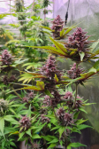 Instagram Purple Punch Auto