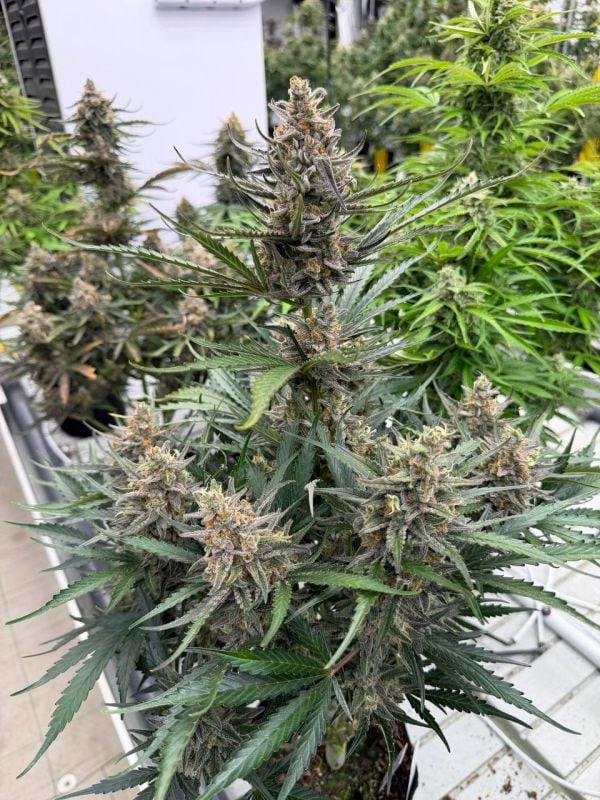 Instagram Big Bud Auto