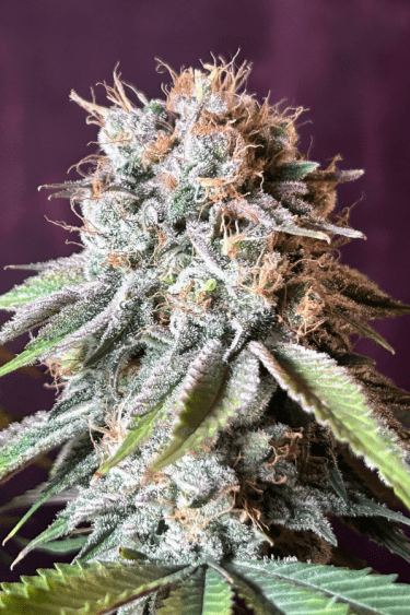 Instagram Orange Sherbet FF