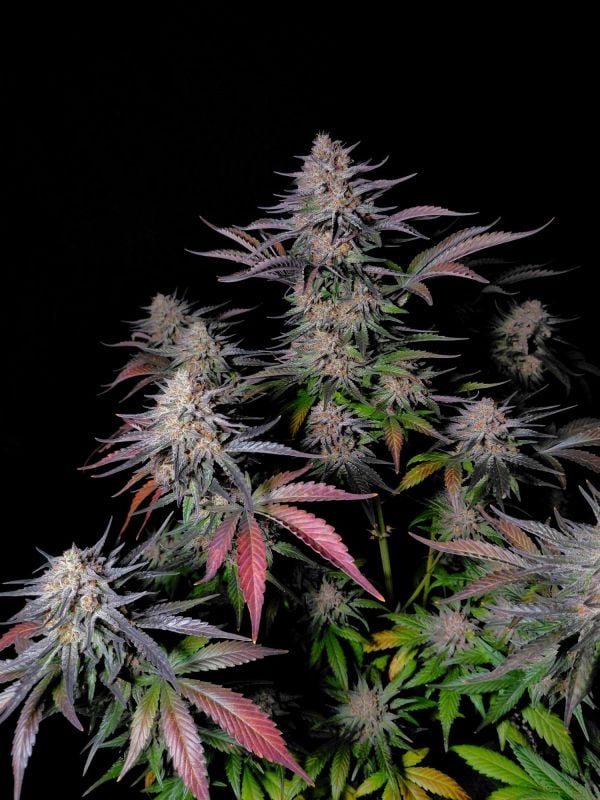Instagram Guava Sundae Auto