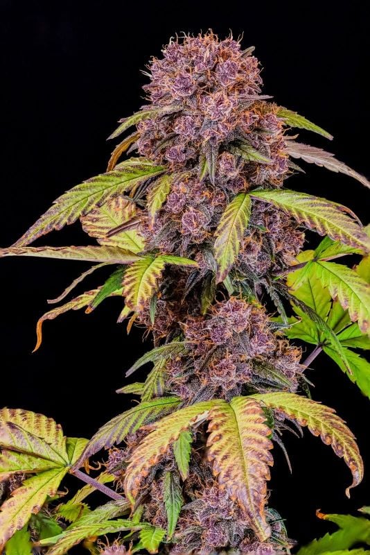Instagram Purple Trial Pack