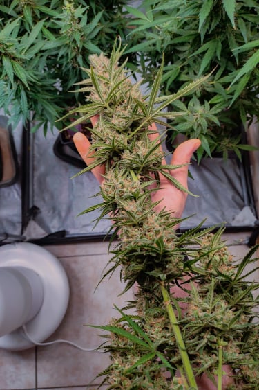 Instagram Sour Jealousy Auto