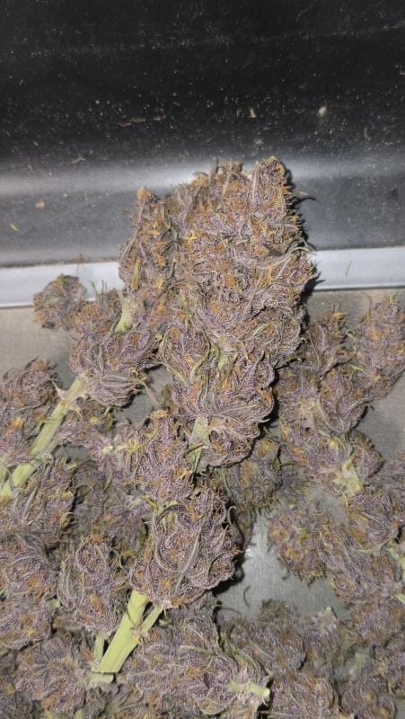 Instagram Banana Purple Punch Auto RF3