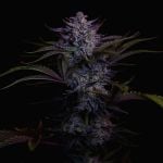 Instagram Mendo Guava Auto™