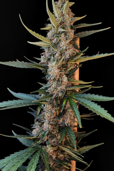 Instagram White Widow Auto