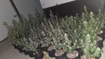 Instagram Mendo Guava Auto™