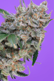 Instagram Gorilla Cookies Auto