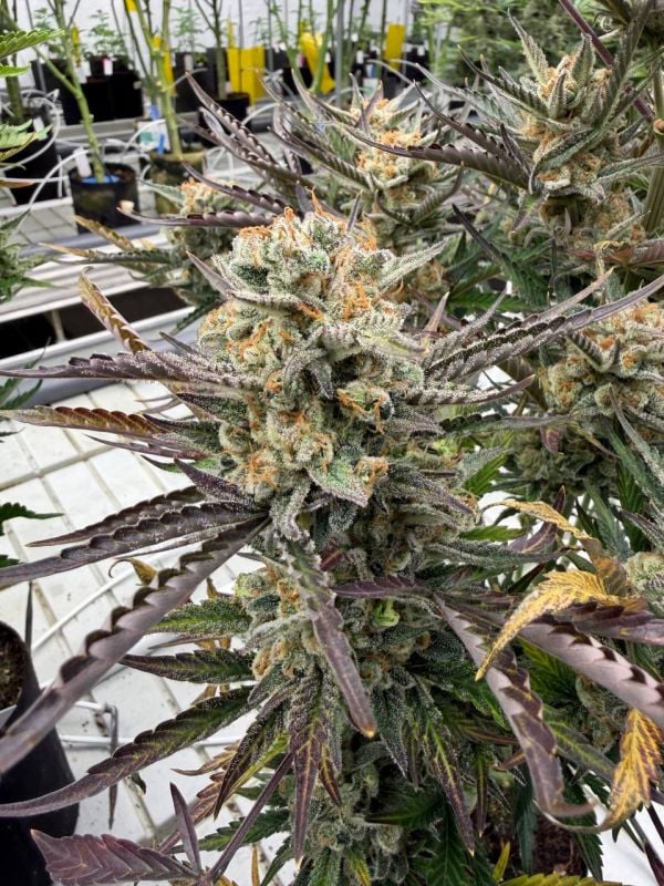 Instagram Blueberry Auto