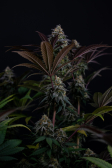 Instagram Lemon Cherry Runtz™