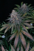 Instagram Tropicana Cookies FF