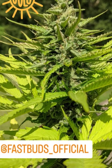 Instagram Moby Dick Auto