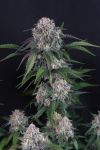 Instagram Lemon Cherry Sundae Auto™