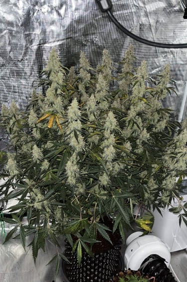 Instagram Jack Herer Auto