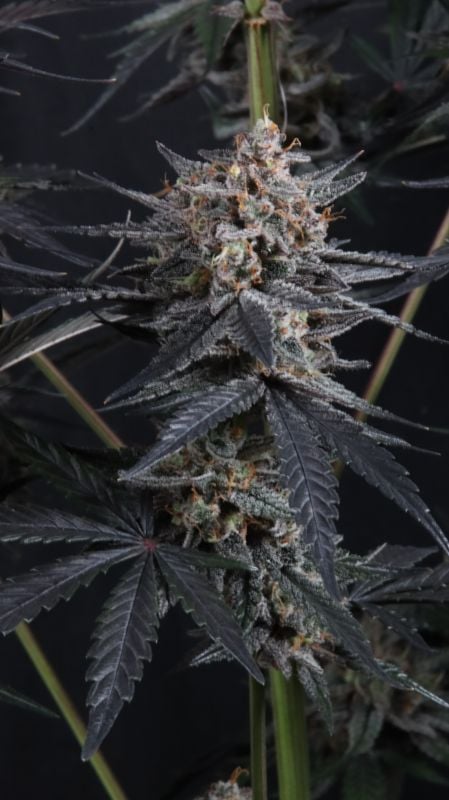 Instagram Mendo Cherry Cookies Auto
