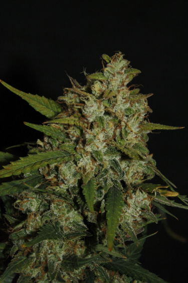 Instagram Super Boof Auto