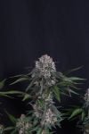 Instagram Lemon Cherry Sundae Auto™