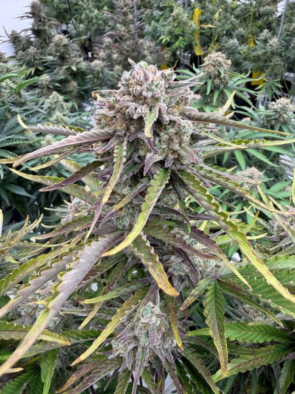 Instagram Cinderella Auto