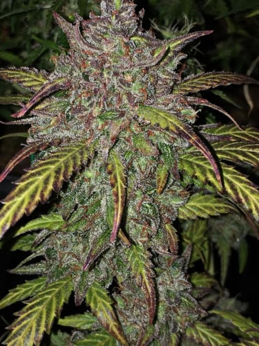 Instagram Orange Sherbet Auto