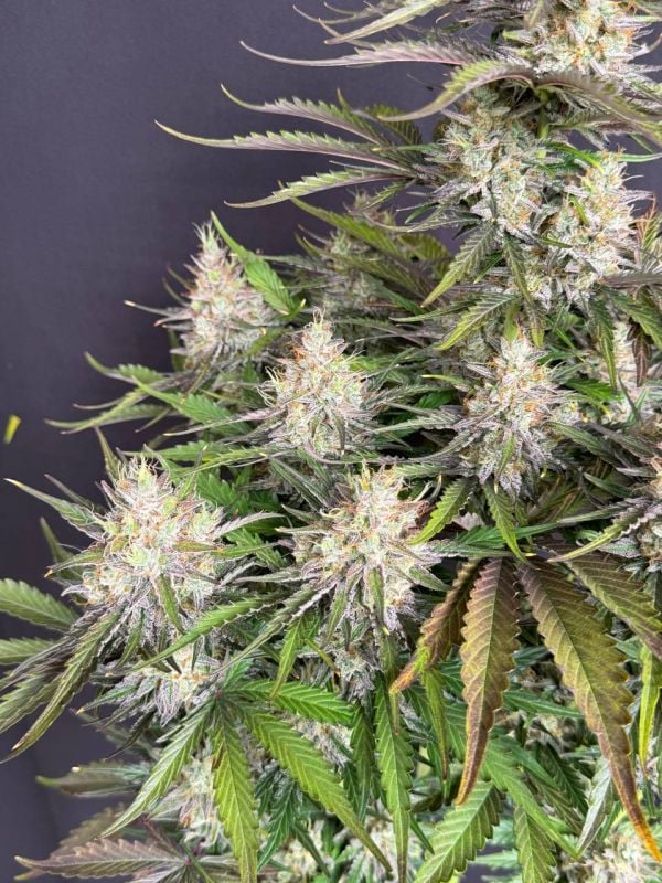 Instagram Trainwreck Auto