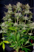 Instagram Tropicana Cookies FF