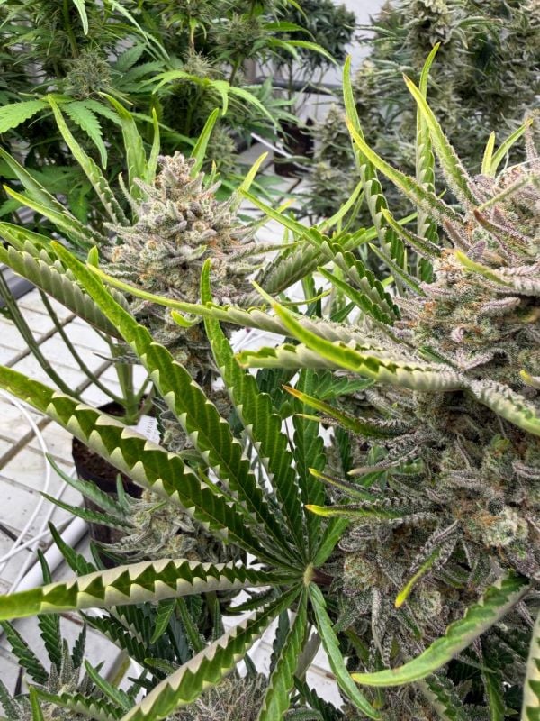 Instagram Trainwreck Auto