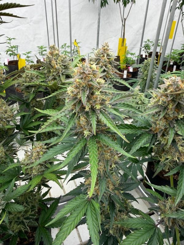 Instagram Skunk Auto