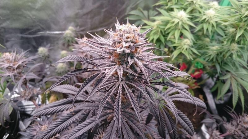 Instagram Lemon Cherry Runtz