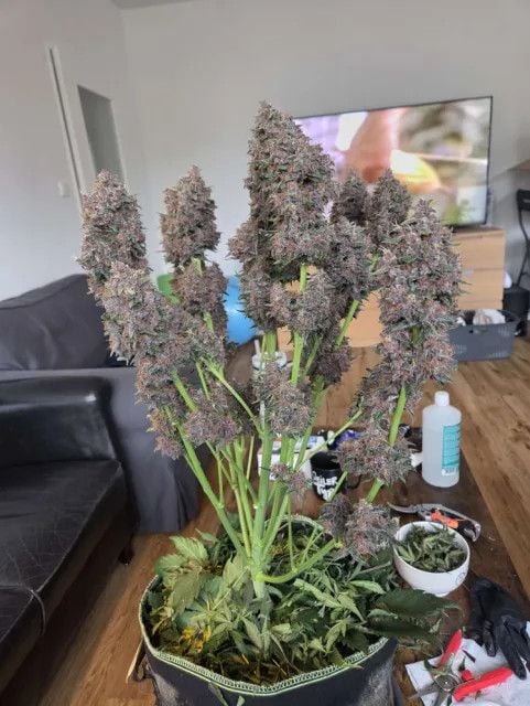 AUTO | Banana Purple Punch Auto