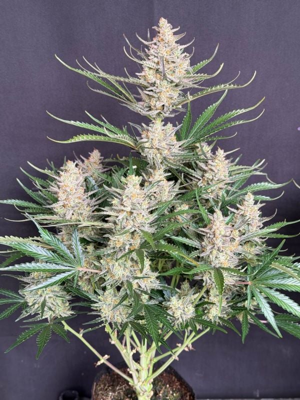 Instagram Big Bud Auto