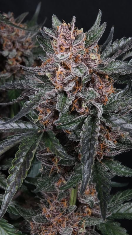Instagram Mango Cherry Runtz Auto