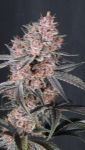 Instagram Mango Cherry Runtz Auto™