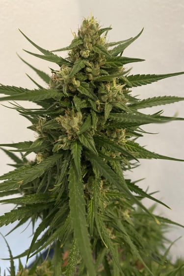 Instagram Girl Scout Cookies Auto