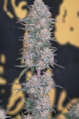 Instagram Banana Purple Punch Auto