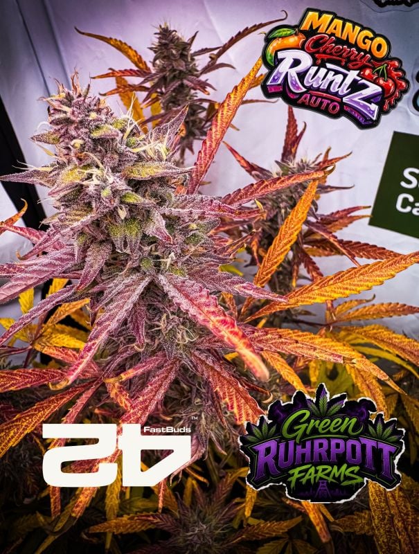 AUTO | Mango Cherry Runtz Auto™