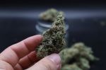 Instagram Garlic Mint Sherbet Auto™