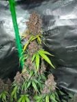 Instagram Purple Lemonade Auto RF3™