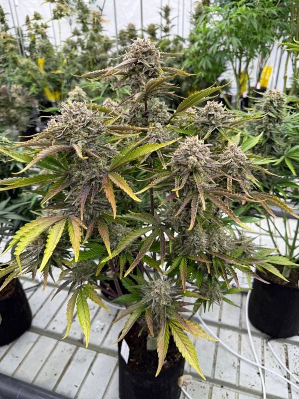 Instagram Cinderella Auto