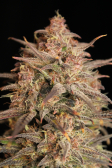 Instagram Papaya Cookies Auto™