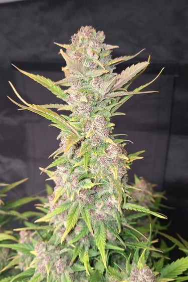 Instagram Purple Haze Auto