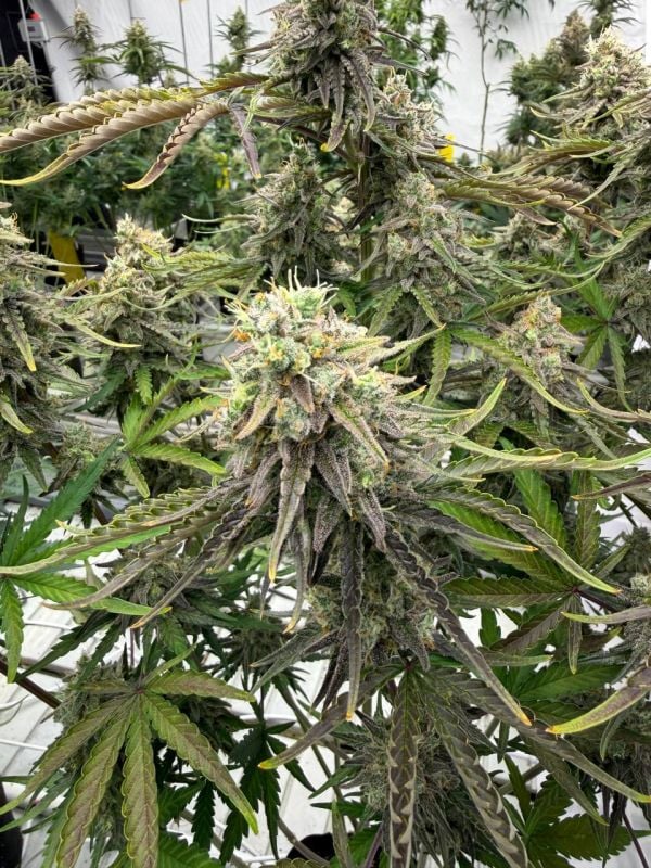 Instagram Afghan Kush Auto