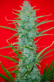Instagram Gelato Auto