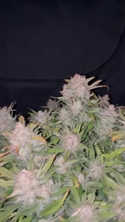 Frostbanger Auto @FourTwenty_Plants GD 