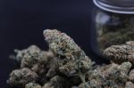 Instagram Pineapple OG Auto™