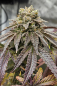 Instagram Papaya Sherbet™
