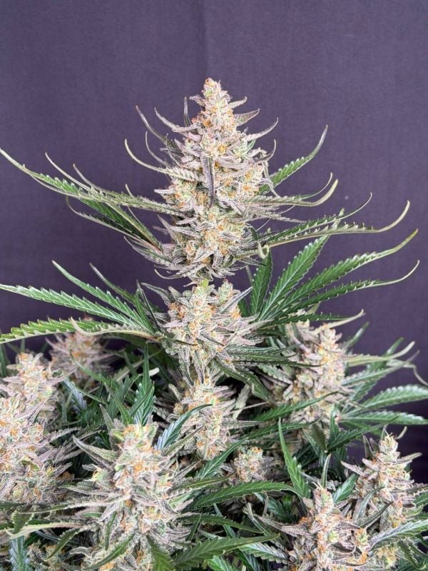 Instagram Big Bud Auto