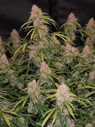 Instagram Northern Lights Auto